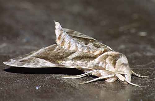 Macroglossinae